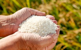 Những chất dinh dưỡng nào cần thiết cho cơ thể?