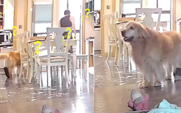 Chú chó lém lĩnh giấu dép ông chủ
