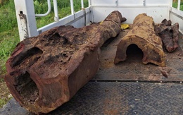 Phát hiện gốc gỗ sưa khủng dưới suối, đầu nậu chưa kịp mua thì bị thu hồi