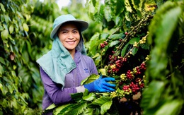 Hàng Việt liệu có đủ sức cạnh tranh trên sàn thương mại điện tử?