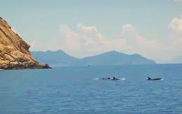 Đàn cá heo gần 100 con xuất hiện trên vịnh Nha Trang