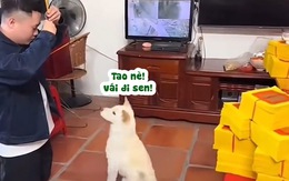 Chú chó ngồi trước mặt, 'miễn lễ' cho sen quỳ khấn vái