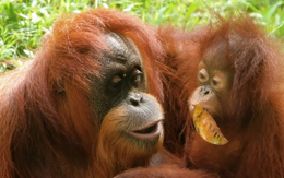 Sửng sốt đười ươi có kỹ năng giao tiếp giống con người