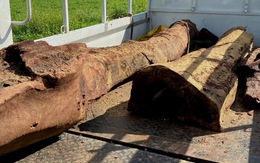 Gốc gỗ sưa khủng vừa được phát hiện dưới suối sẽ được xử lý ra sao?