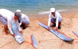 Mai táng cho cá mái chèo mắc cạn ở biển Vĩnh Hy