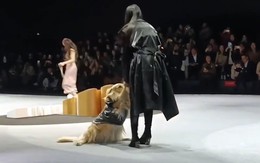 Chú chó bướng bỉnh nằm ăn vạ giữa sàn diễn thời trang