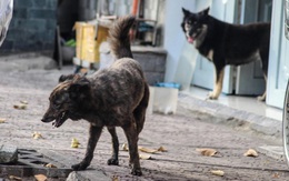 Bé 3 tuổi bị chó cắn, cha mẹ không đưa đi tiêm phòng, bé bị phát bệnh dại tử vong