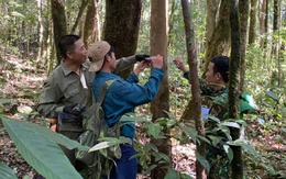 Phát hiện rừng chè cổ hàng trăm tuổi trên đỉnh Tà Đùng