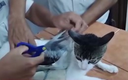 Dùng mèo để vận chuyển chất cấm vào nhà tù