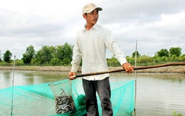 Cá kèo giống tăng giá kỷ lục, lên đến 25 triệu/kg