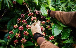 Giá cà phê bật tăng trở lại sau nhiều phiên giảm