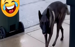 Cô gái tưởng chú chó thân thiện, ai dè thân ái chào tạm biệt 700 ngàn chích ngừa