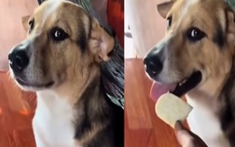 Chú chó bị tổn thương vì ông chủ bất tín