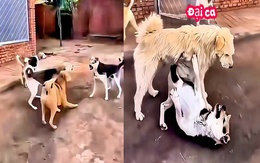 Chó 'đại ca' xử lý đồng bọn hổ báo một nốt nhạc