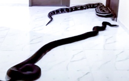 Thả 2 con rắn trong chung cư vì chó nhà hàng xóm sủa quá ồn