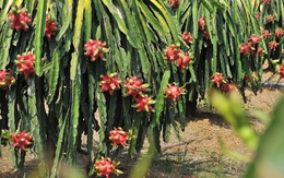 Những lợi ích sức khỏe bất ngờ của trái thanh long