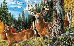 Mắt kém không thấy 11 con nai ẩn giấu trong hình