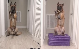 Chú chó bắn ná cao su siêu đỉnh