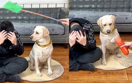 Cậu chủ giả vờ bị đánh để trêu chó cưng