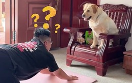 Chú chó 'thừa nước đục thả câu' khi cậu chủ đang tập yoga
