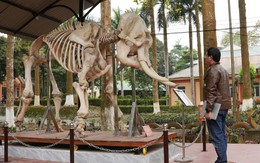 Trưng bày tiêu bản xương voi rừng tại Vườn quốc gia Pù Mát