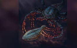 Răng người tiến hóa từ xương ngoài của một loài cá cổ đại?