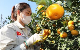 Nông dân Hàn Quốc ‘than trời’ vì thiếu lao động nước ngoài