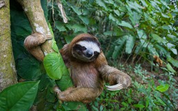 Loài vật sinh tồn qua 30 triệu năm nhờ 'bí quyết' khó tin