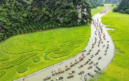 Cá chép vươn mình vượt vũ môn trên cánh đồng lúa đẹp nhất Việt Nam