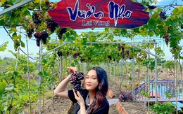 Thêm một vườn nho ở Đồng Tháp đón khách tham quan miễn phí