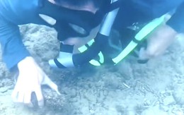 TikToker đăng clip ngắm cá, san hô ngay biển Hòn Chồng, dân mạng phản đối