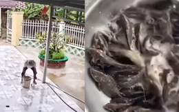 Đàn cá rô vượt cạn vào sân sau cơn mưa lớn