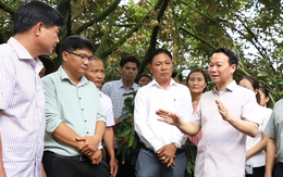 Xây dựng thương hiệu quốc gia cho sầu riêng: Kiểm soát tại vườn, kiểm nghiệm tại chỗ