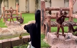 Đười ươi vỗ tay động viên nữ du khách ném chuối trượt