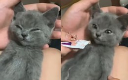 Phản ứng đáng yêu của những chú mèo khi ngửi mùi món ăn khoái khẩu