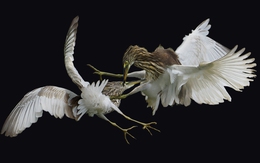 Thế giới tự nhiên hoang dã giữa Sài Gòn