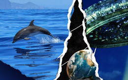 Giải mã tiếng cá heo: Mở đường giao tiếp với người ngoài hành tinh?