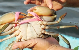 Cởi dây trói cho con cua, dễ quá mà