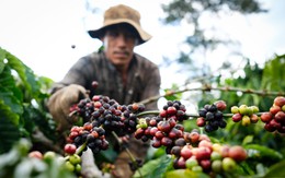 Sản lượng cà phê của Việt Nam đã đạt gần 2 triệu tấn