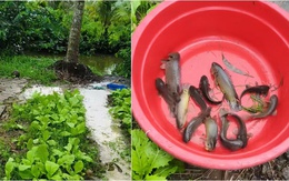 Đàn cá rô dưới kênh nối đuôi nhau vượt cạn lên ruộng rau sau cơn mưa lớn