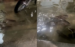 Đàn cá tung tăng bơi vào nhà sau cơn mưa lớn ở thành phố Thủ Đức