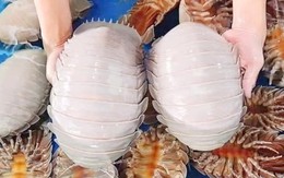 Ăn bọ biển giá 1,8 triệu đồng/kg rồi lên mạng tố quán 'chặt chém', đúng hay sai?