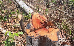 Khởi tố vụ án phá rừng kơ nia gần trụ sở UBND huyện