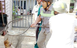 Người đàn ông chết vì vi rút dại sau 4 tháng bị chó cắn