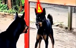 Những chú chó hoảng hồn khi thấy bóng mình trong gương