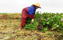 Xót cảnh người dân dầm mình dưới mưa cứu lúa đổ rạp trong lũ