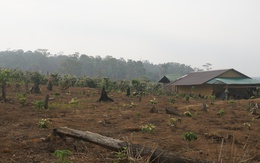 Nhóm phá rừng kêu thêm người đánh gãy xương sườn phó giám đốc công ty lâm nghiệp