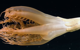 Bé gái chằng chịt vết thương vì dính vào sứa biển