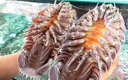 Ăn bọ biển giá 1,8 triệu đồng/kg rồi lên mạng tố 'chặt chém': Quán ảnh hưởng, ai chịu trách nhiệm?