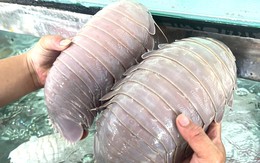 Vụ ăn bọ biển giá 1,8 triệu đồng/kg rồi lên mạng tố 'chặt chém': Chủ quán yêu cầu khách xin lỗi